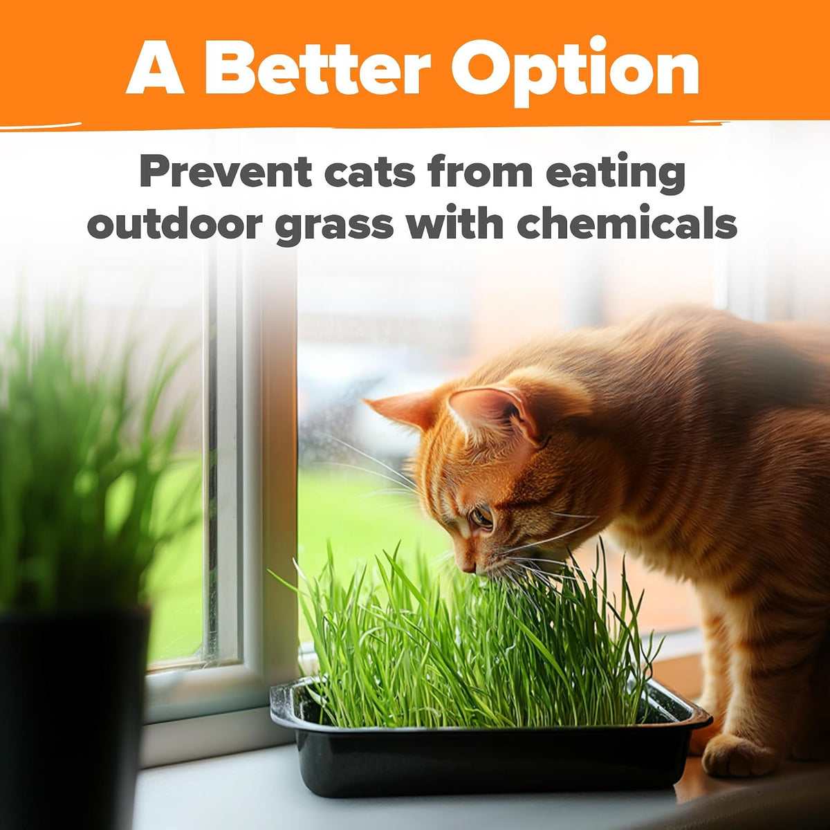 Indoor Cat Grass Refill 3,200+ Seeds Cat Grass Kit Replacement - Petguard