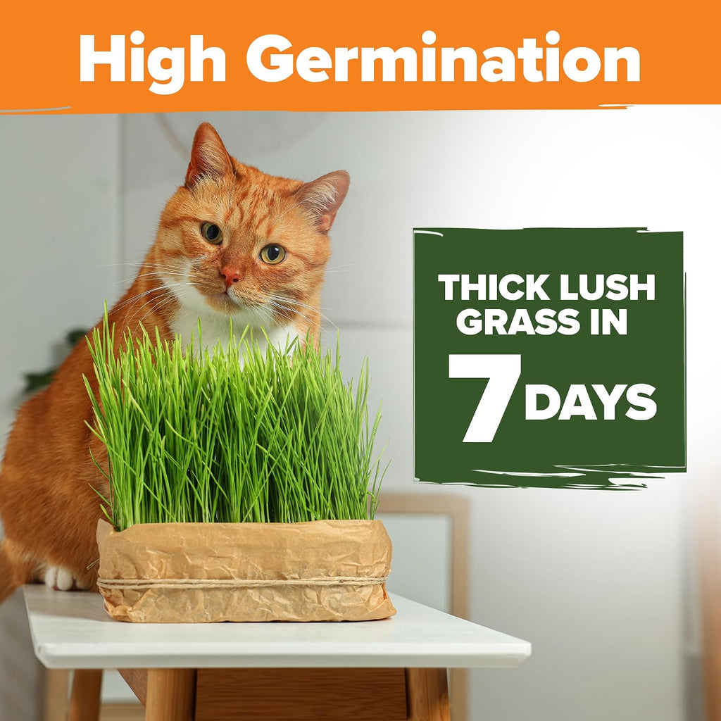 Indoor Cat Grass Refill 3,200+ Seeds Cat Grass Kit Replacement - Petguard