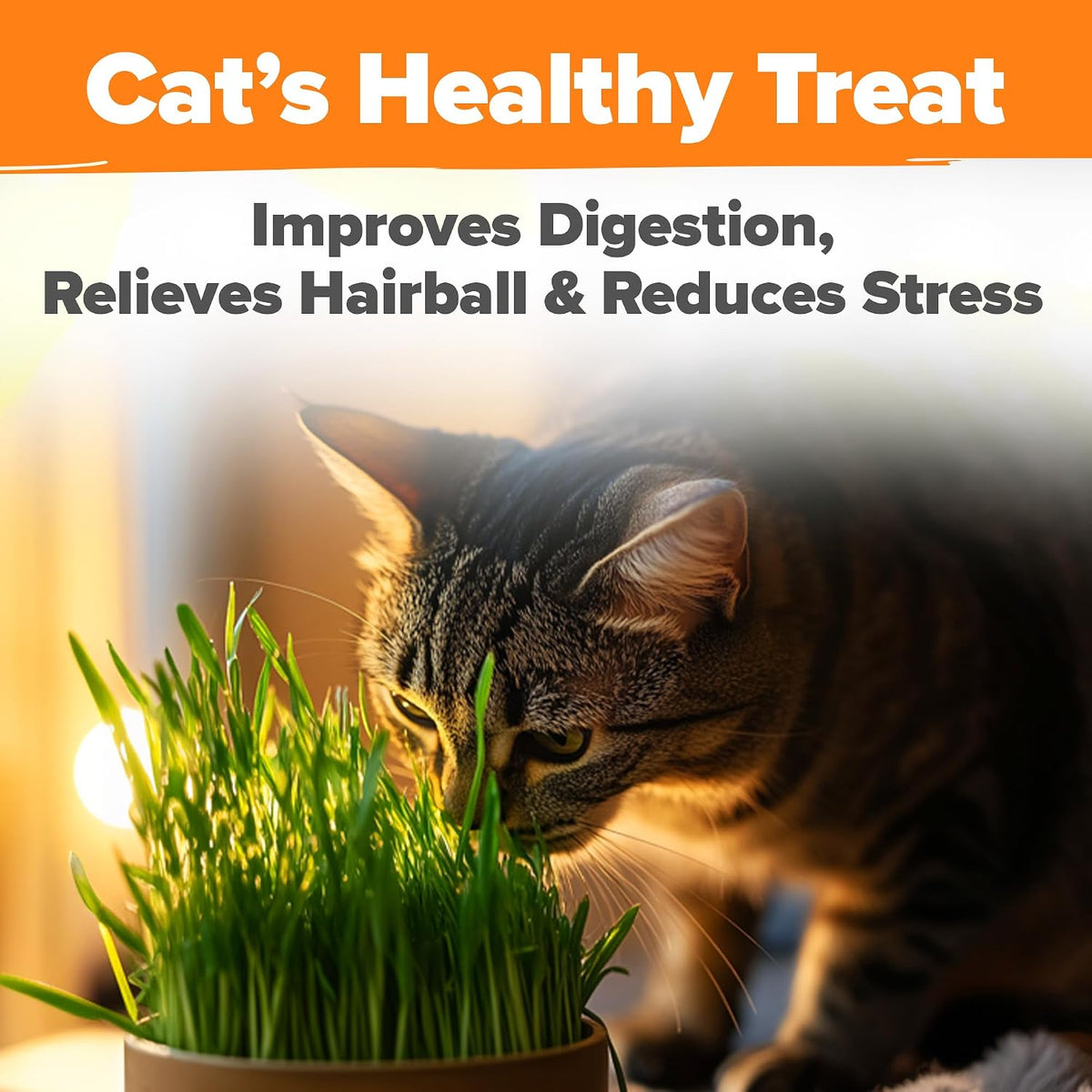Indoor Cat Grass Refill 3,200+ Seeds Cat Grass Kit Replacement - Petguard